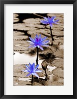 Pop of Color Lotus Flowers Framed Print