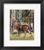 Fall Whitetail Fine Art Print