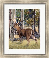 Fall Whitetail Fine Art Print