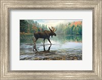 Moose Crossing Fine Art Print