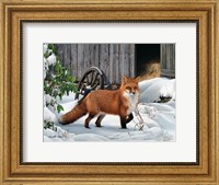 Fox and Barn Fine Art Print
