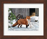 Fox and Barn Fine Art Print