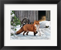 Fox and Barn Fine Art Print