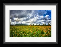 Sunflower Field Fine Art Print