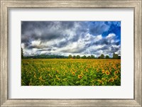 Sunflower Field Fine Art Print