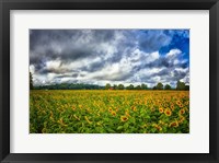 Sunflower Field Fine Art Print