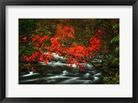 Fall in Smokies Fine Art Print