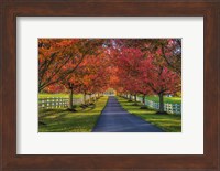 Lane in Fall Fine Art Print