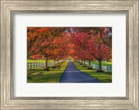 Lane in Fall Fine Art Print