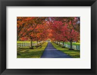 Lane in Fall Fine Art Print