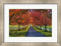 Lane in Fall Fine Art Print