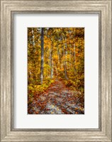 Ohiopyle Path Fine Art Print