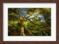 Japanese Maple Fine Art Print