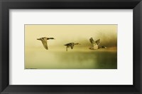 Ducks Flying Fine Art Print