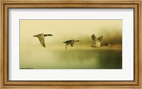 Ducks Flying Fine Art Print