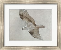 Searching Osprey Fine Art Print