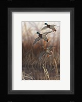 Whisper Wind and Wing - Mallards Fine Art Print