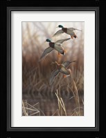 Whisper Wind and Wing - Mallards Fine Art Print