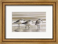 Sanderlings Fine Art Print