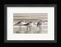 Sanderlings Fine Art Print