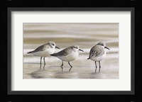 Sanderlings Fine Art Print