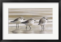 Sanderlings Fine Art Print