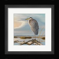 Marsh Watch - Great Blue Heron Fine Art Print