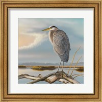 Marsh Watch - Great Blue Heron Fine Art Print