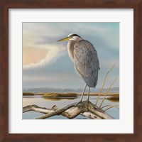 Marsh Watch - Great Blue Heron Fine Art Print