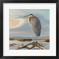 Marsh Watch - Great Blue Heron Fine Art Print