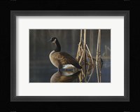 Greet the Sun - Canada Goose Fine Art Print