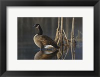 Greet the Sun - Canada Goose Fine Art Print