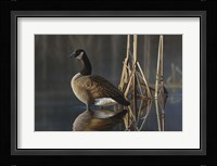 Greet the Sun - Canada Goose Fine Art Print