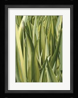 Verigation 1 Framed Print