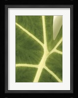 Tropical Veins Fine Art Print