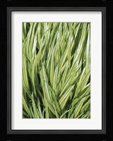 Verigation 2 Framed Print