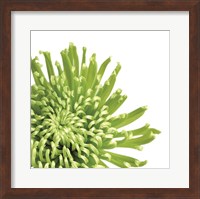 Green Bloom 3 (detail) Fine Art Print
