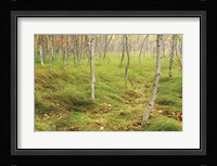 Tall Grasses Fine Art Print