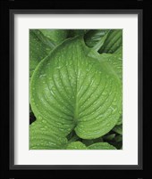 After the Rain 2025 Fine Art Print