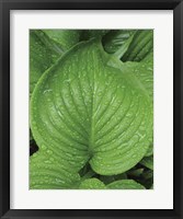 After the Rain 2025 Fine Art Print