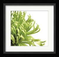 Green Bloom 2 (detail) Fine Art Print