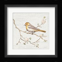 Northern Oriole Vintage Framed Print