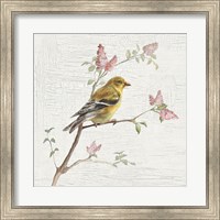Female Goldfinch Vintage Fine Art Print