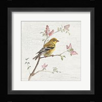 Female Goldfinch Vintage Framed Print