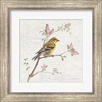 Female Goldfinch Vintage Fine Art Print