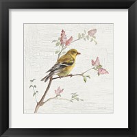 Female Goldfinch Vintage Framed Print