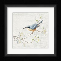 Nuthatch Vintage Framed Print