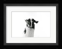Lovable Llama I Framed Print