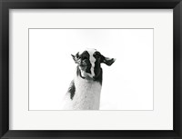 Lovable Llama I Framed Print