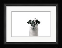 Lovable Llama II Framed Print